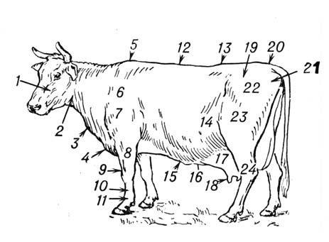 Основные стати молочной коровы