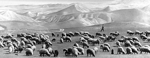 Отара овец (Таджикская ССР)