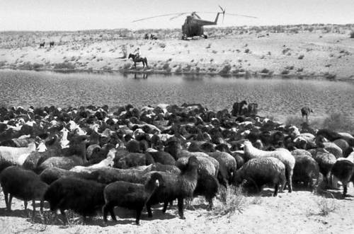 Отара овец (Каракалпакская АССР)