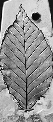 Отпечатки листьев: бук (миоцен)