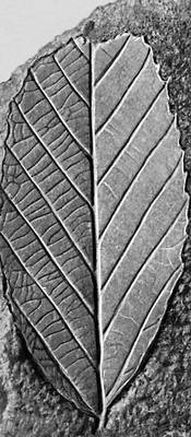 Отпечатки листьев: каштанодуб (палеоцен)