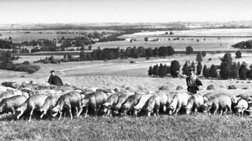 Отара овец (Ульяновская область)