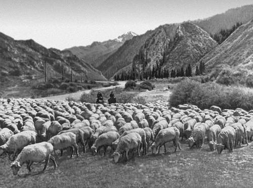 Перегон отары овец (Киргизия)