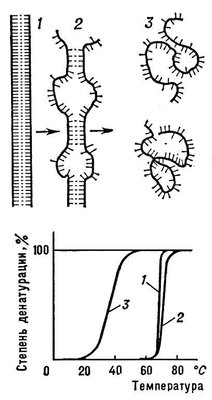 Переход спираль — клубок для ДНК (схема)