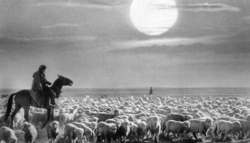 Перегон овец (Калмыцкая АССР)