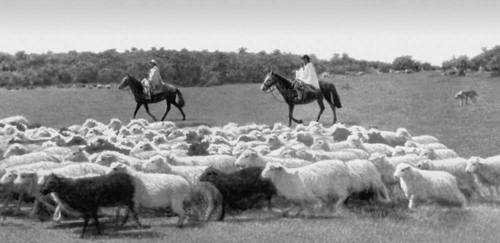 Перегон овец (Уругвай)