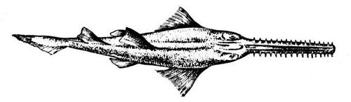 Пила-рыба