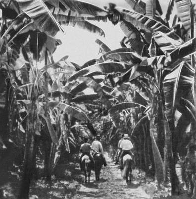 Плантации бананов (Колумбия)