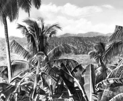 Плантации кокосовых пальм (Ямайка)