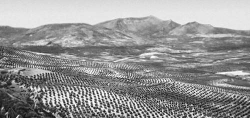 Плантация олив  (Испания)