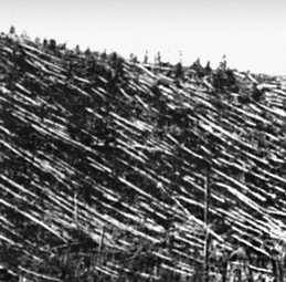 Поваленные деревья в районе падения Тунгусского метеорита