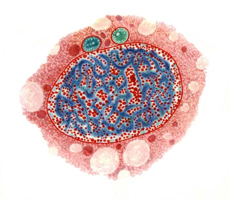 Полиплоидный макронуклеус и два микронуклеуса инфузории