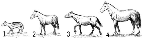 Последовательный ряд ископаемых лошадиных