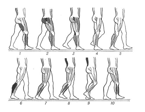 Положение ног и их основных мышц при ходьбе