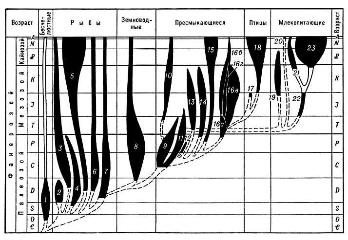 Позвоночные (схема развития)