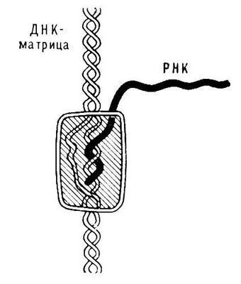 Процесс транскрипции ДНК (схема)