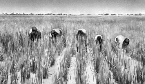 Прополка рисового поля (Чад)