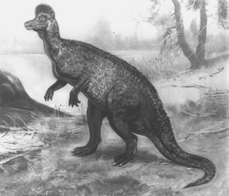 Представитель ламбеозавров