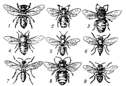 Пчелы (самки)