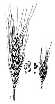 Пшеничная нематода