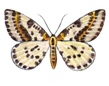 Пяденица крыжовниковая (бабочка)