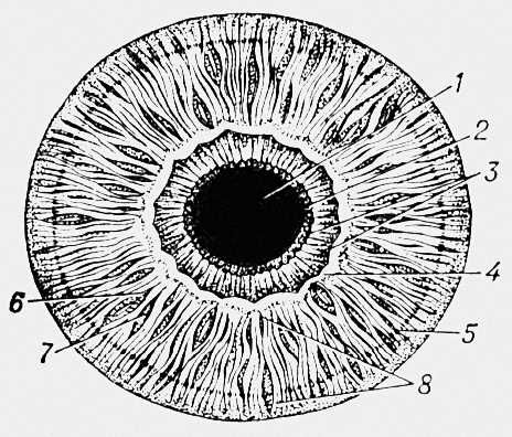 Радужная оболочка глаза человека (внешний вид)