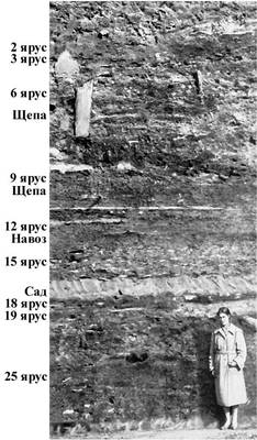 Разрез культурного слоя на Неревском раскопе