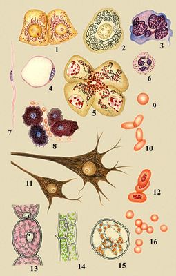 Разнообразие клеток