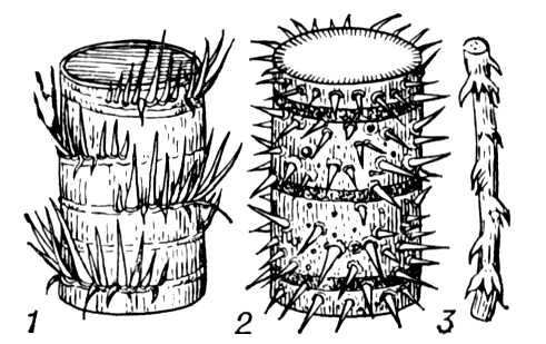 Расположение колючек на стволах пальм