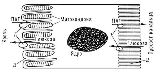 Реабсорбция и секреция органических веществ клеткой нефрона (схема)