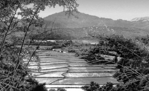 Рисовые поля (о-в Сулавеси)