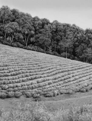 Руанда. Чайная плантация