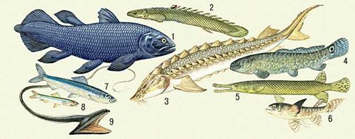 Рыбы (водные позвоночные)