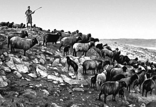 Самаркандская область. Отара овец