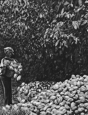 Сбор плодов какао (Гана)