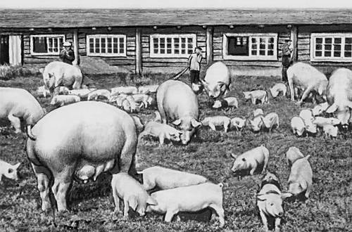 Свиноводческая ферма (Белоруссия)