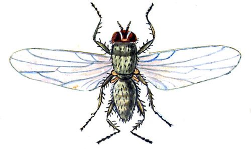 Свекловичная минирующая муха, самка
