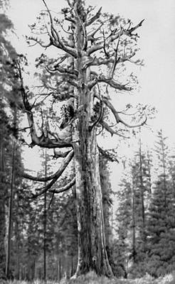 Секвойядендрон гигантский. Старое дерево