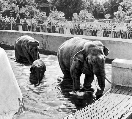 Семья индийских слонов