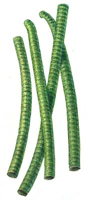 Синезёленые водоросли. Осциллятория