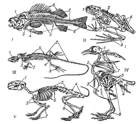 Скелет различных позвоночных животных