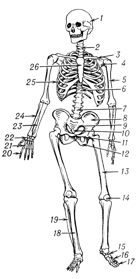 Скелет человека на подставке 170 см