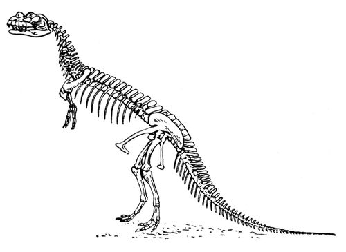 Скелет цератозавра
