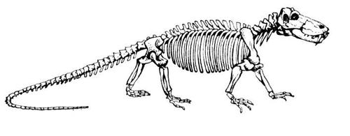 Скелет титанофонеуса