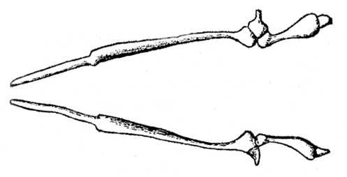 Скелет тазового пояса и верхних конечностей питона