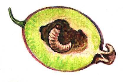 Смородинный ягодный пильщик (личинка внутри ягоды)
