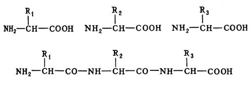 Соединение аминокислот (схема)