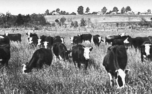 Стадо коров ярославской породы (Ярославская область)