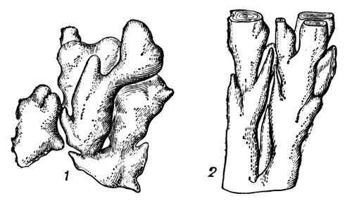 Строматолиты (реконструкции)