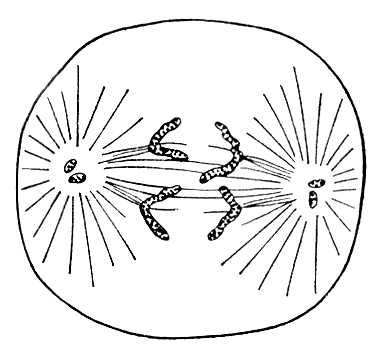 Схема анафазы